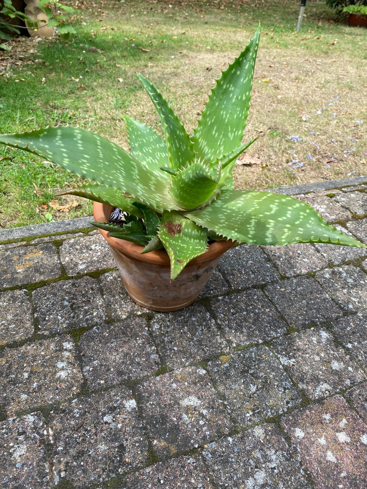 Aloë Vera plant ., Jardin & Terrasse, Plantes | Jardin, Enlèvement