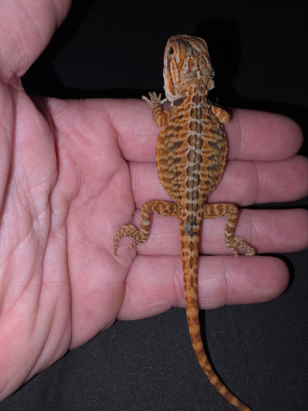 Bébé dragon barbu avec un joli motif !, Animaux & Accessoires, Lézard, Domestique, 0 à 2 ans