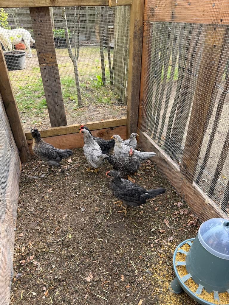 4x Olijflegger haantjes, Dieren en Toebehoren, Pluimvee