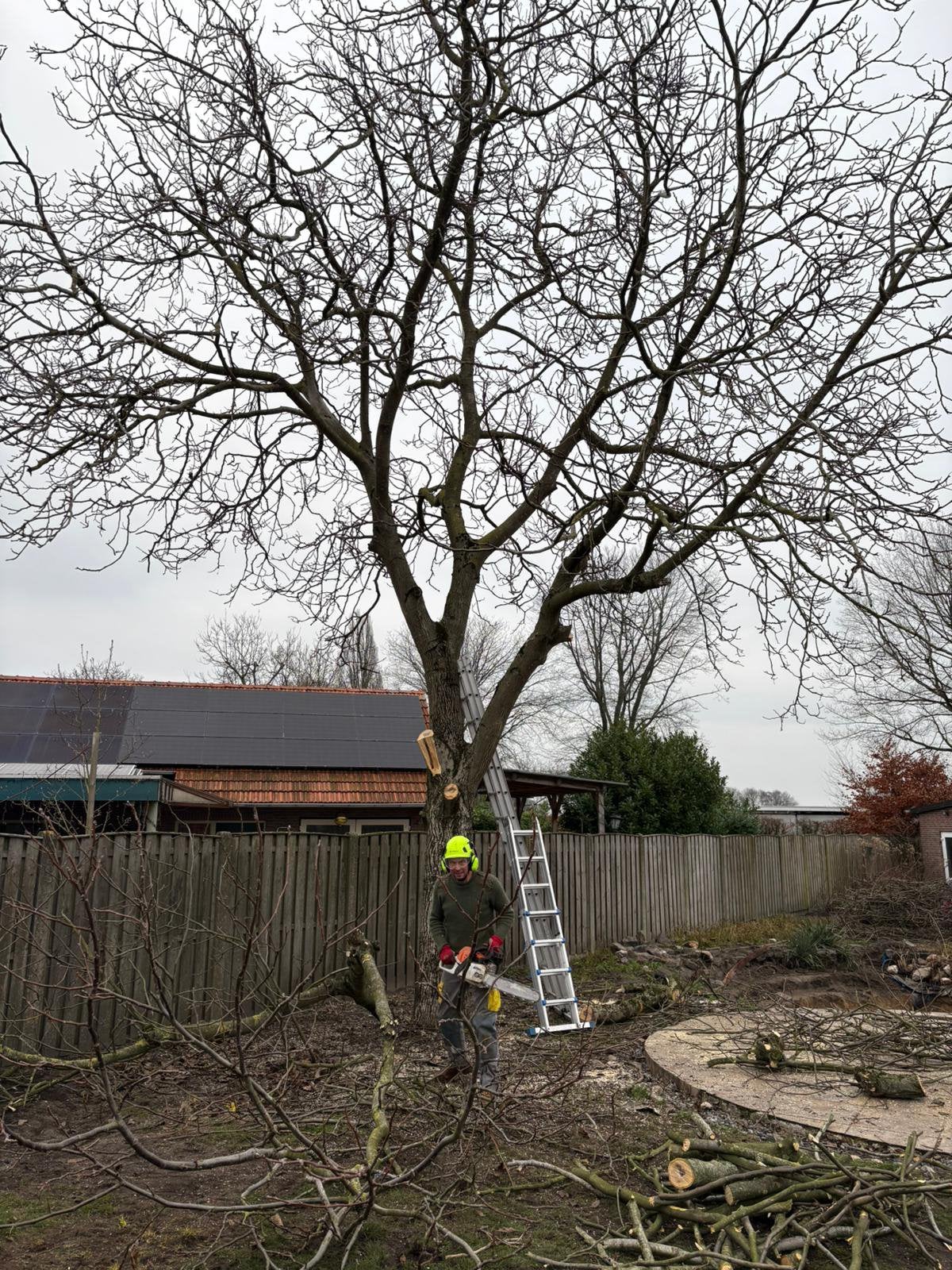 Boom laten vellen? Gratis bij geschikte bomen, 6 m³ of meer, Ophalen of Verzenden, Overige houtsoorten, Takken