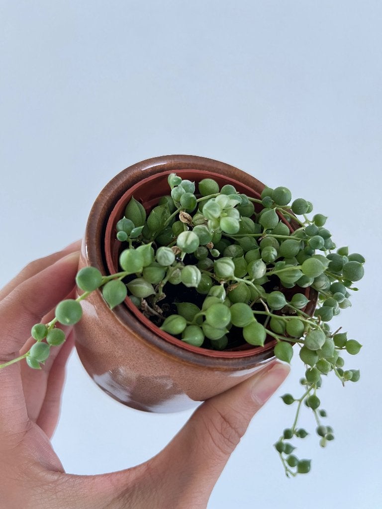 String of pearls variegata plant, Tuin en Terras, Ophalen