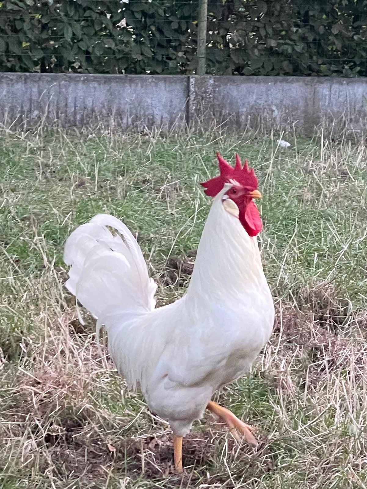 Witte leghorn haan 2025, Dieren en Toebehoren, Pluimvee, Mannelijk, Kip
