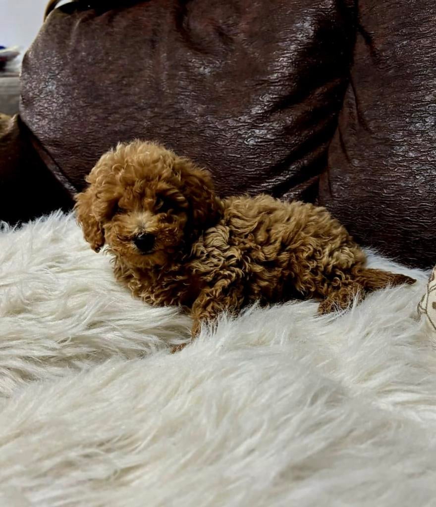 Prachtige dwergpoedel abrikoos, Dieren en Toebehoren, Honden | Chihuahua's en Gezelschapshonden, Poedel, Parvo, België, Particulier
