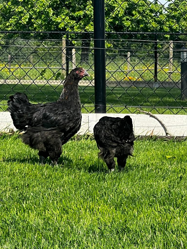 Maran koperhals hennen, Dieren en Toebehoren