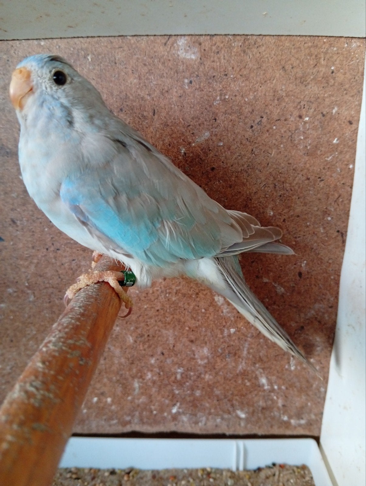 splendid pop cinnamon blauw, Dieren en Toebehoren, Geringd