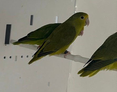 Forpus passenirus 2026 mysti Df, Plusieurs animaux, Perroquet nain ou Inséparable