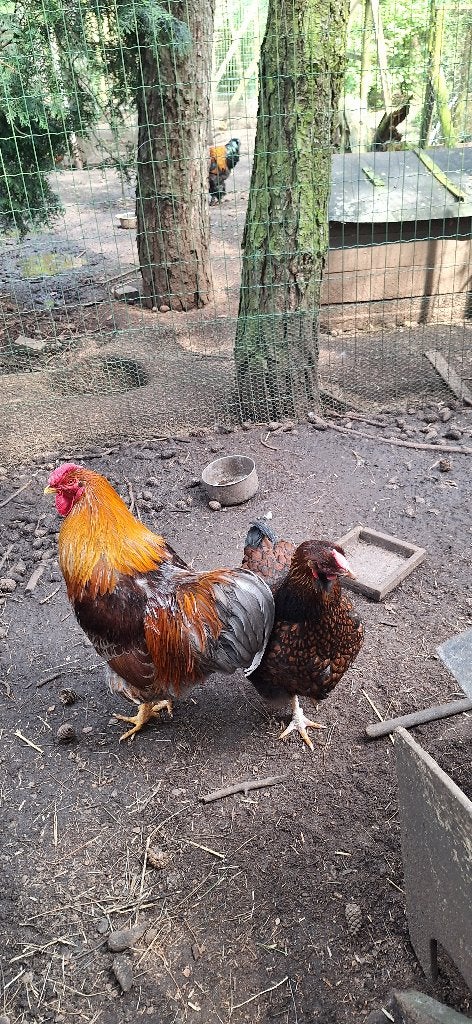 broedeieren wyandotte