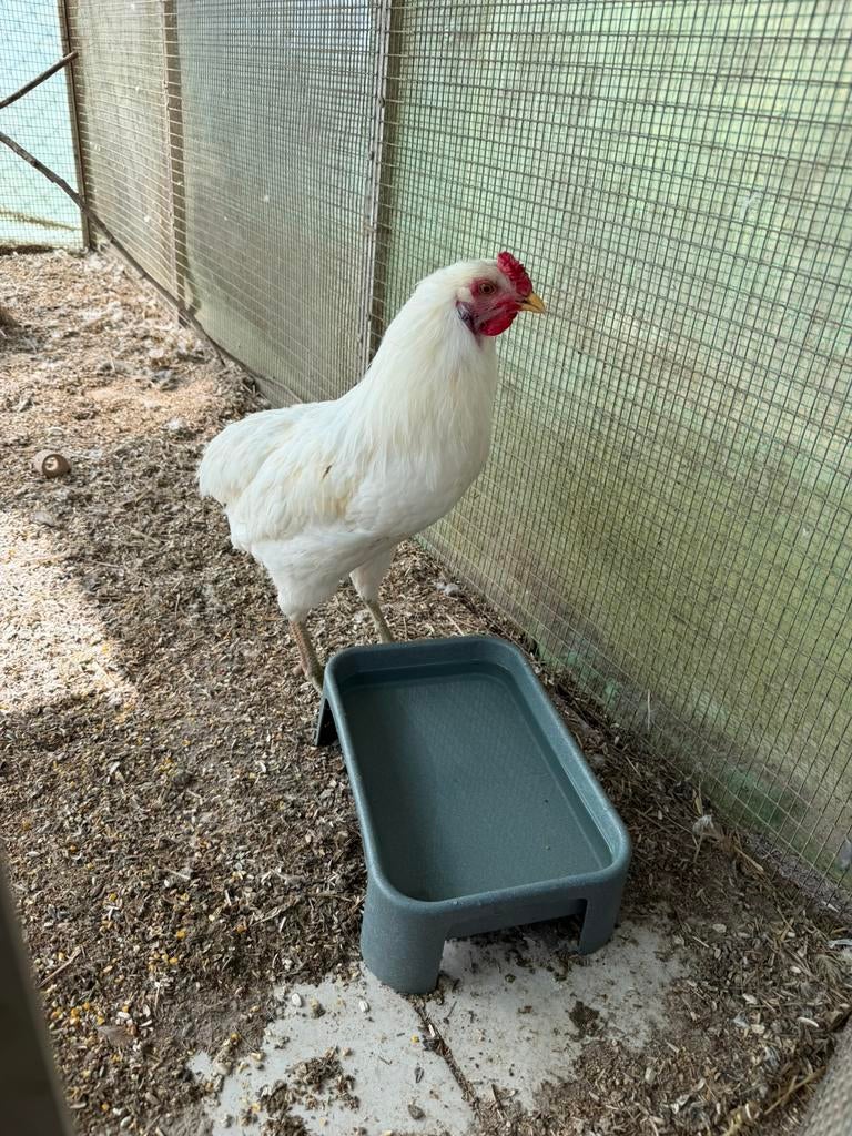 Jeune coq araucana 6mois