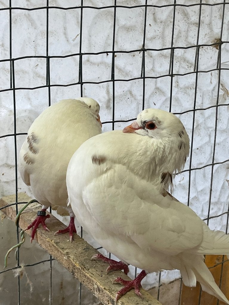 Holle kropper wit/ rood, Meerdere dieren, Kropper