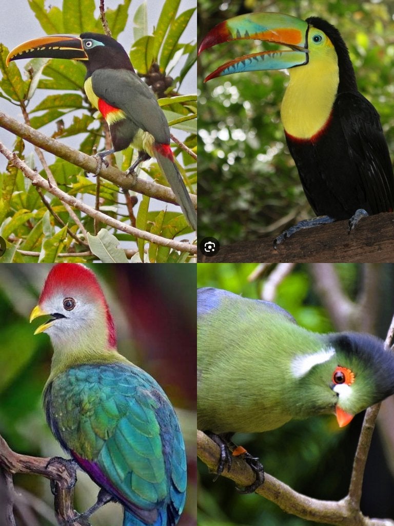 RECHERCHE Aracari Toucan Touraco bébé, Sexe inconnu, Oiseau tropical, Bagué