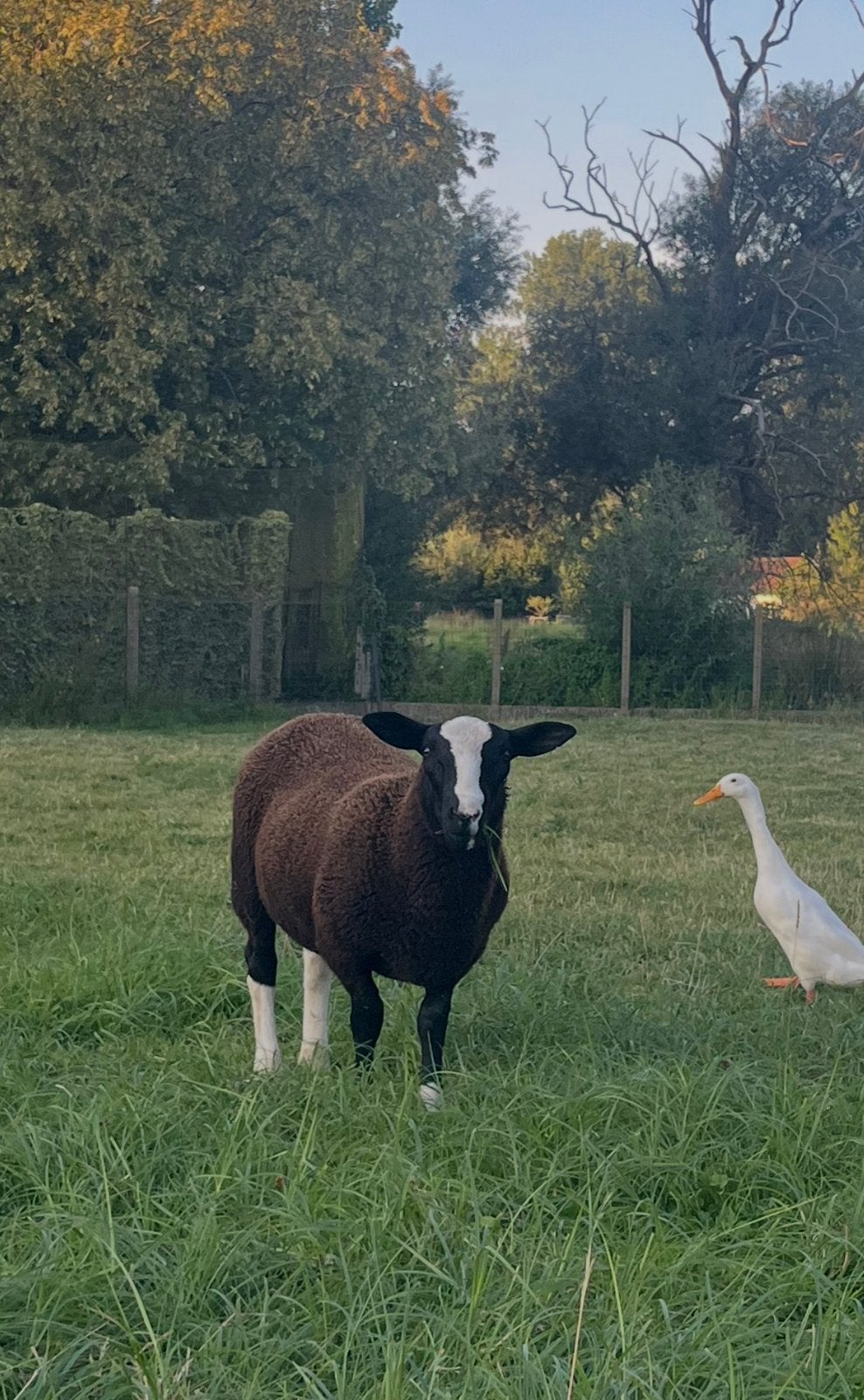 3 jonge zwartbles bokken te koop, Dieren en Toebehoren, Schapen, Geiten en Varkens