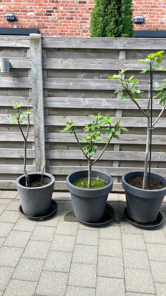 3 vijgenbomen  en 2 noten bomen !, Ophalen