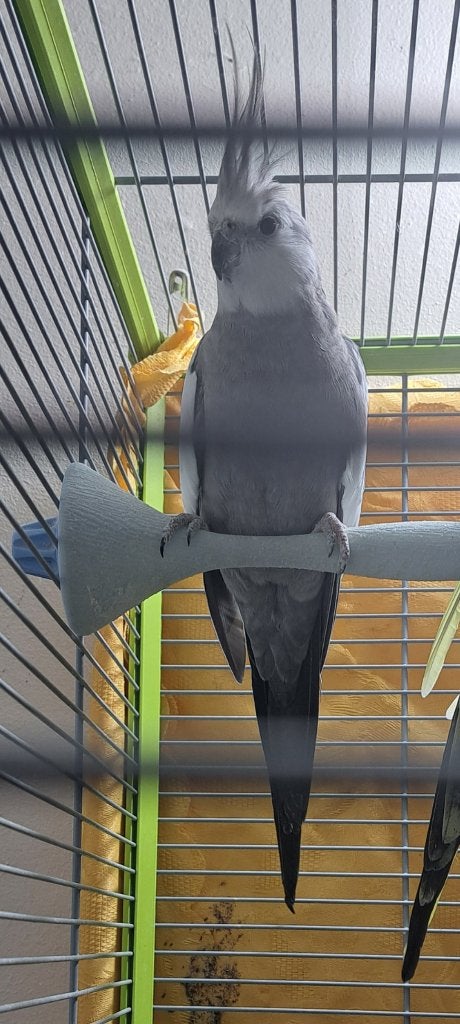 Calopsittes à vendre, Animaux & Accessoires, Mâle, Perruche, Domestique