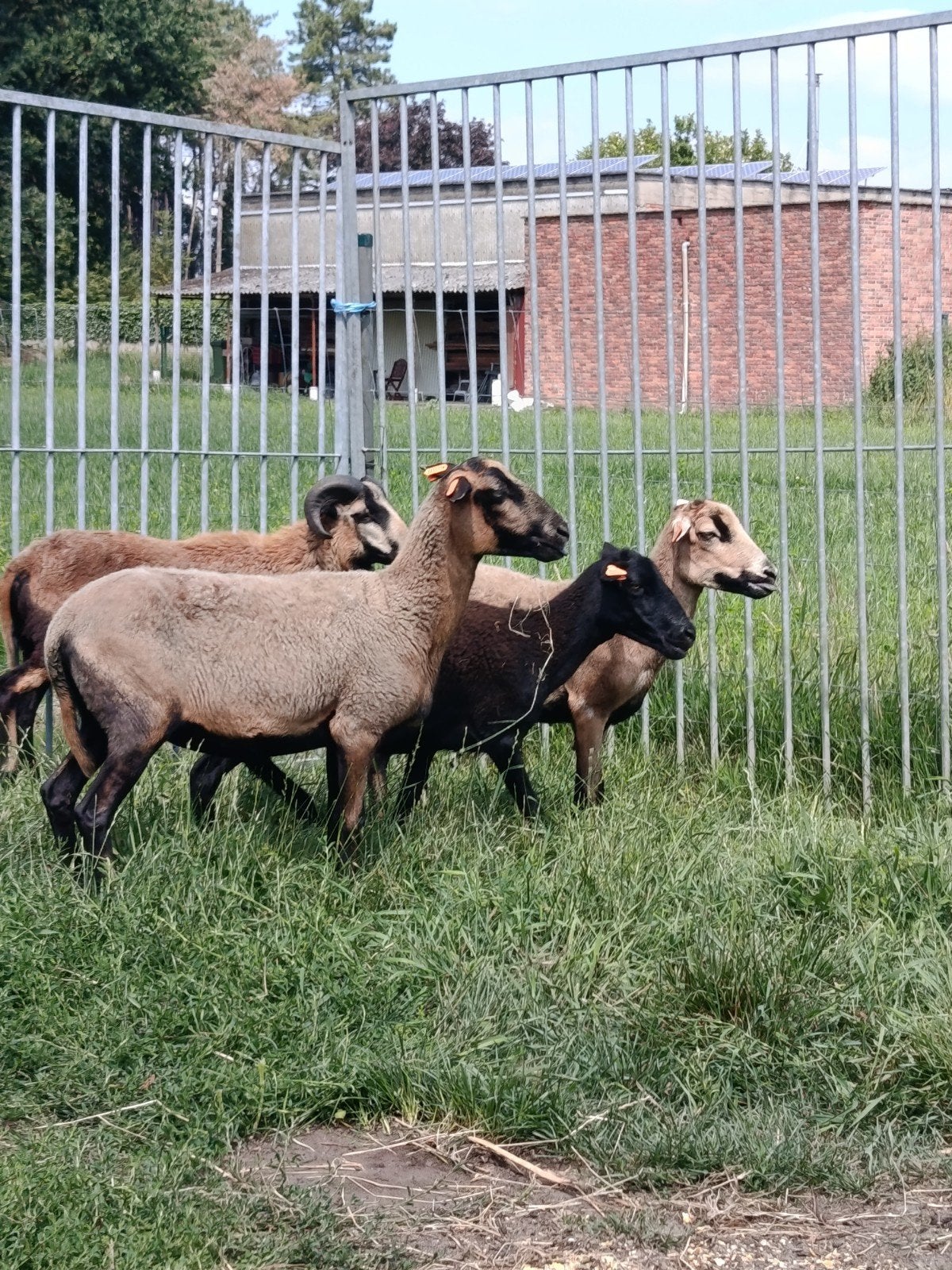 Mooie Kameroen ooien