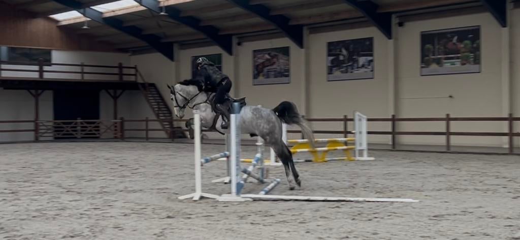 Bloedmooie 4 jarige hengst zangersheide springpaard, Animaux & Accessoires, Chevaux, Étalon, Cheval de saut