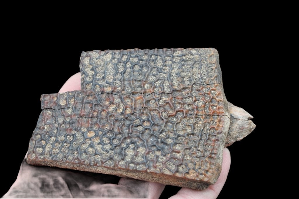 fragment de bouclier de tortue, Enlèvement ou Envoi, Fossile