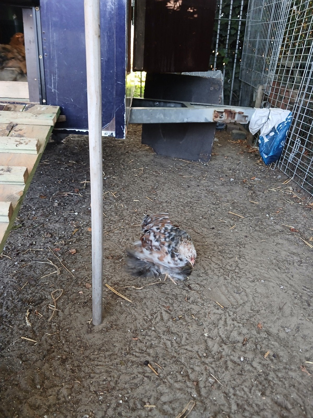 cochinkriel kuikens, Dieren en Toebehoren, Pluimvee