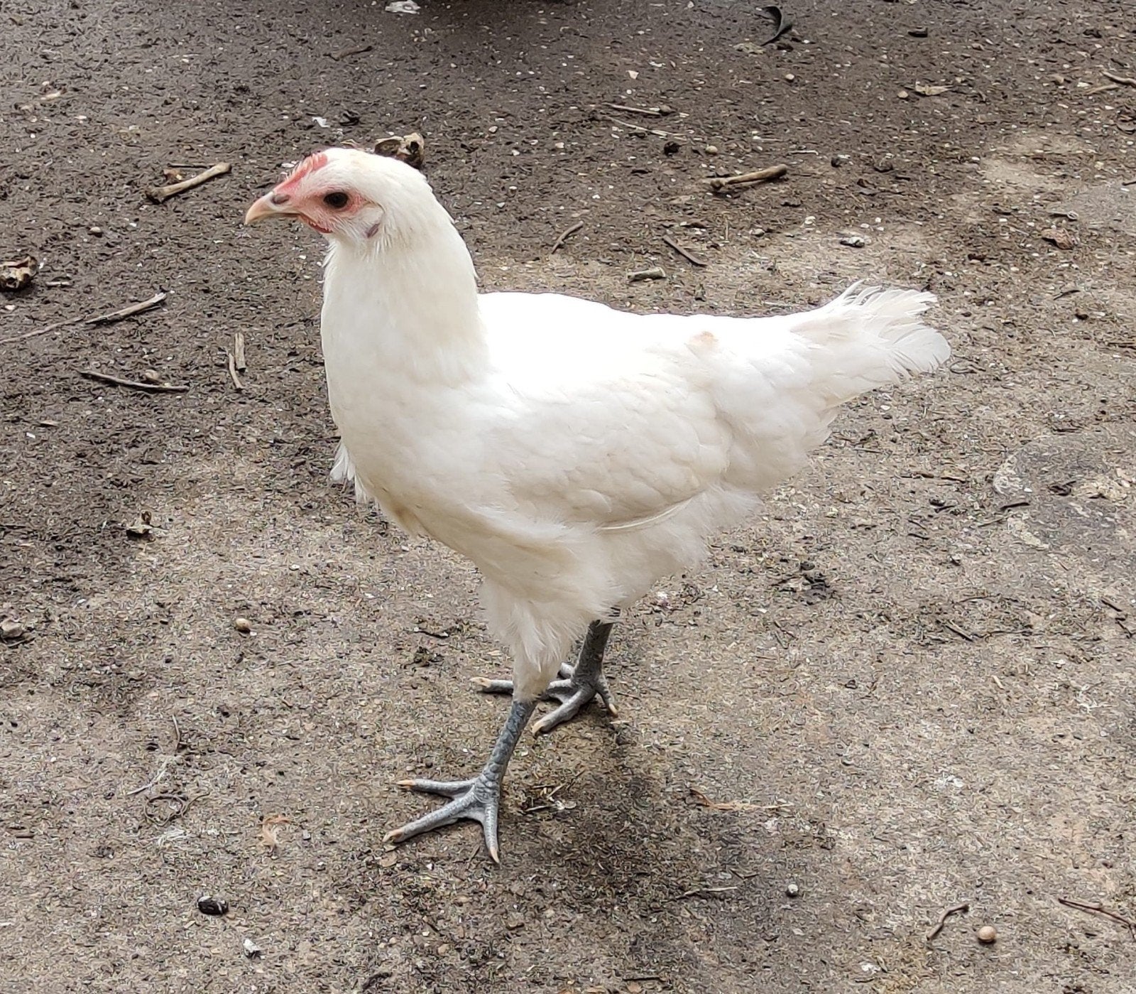 Poule de Bresse kippen en mix, Femelle, Poule ou poulet