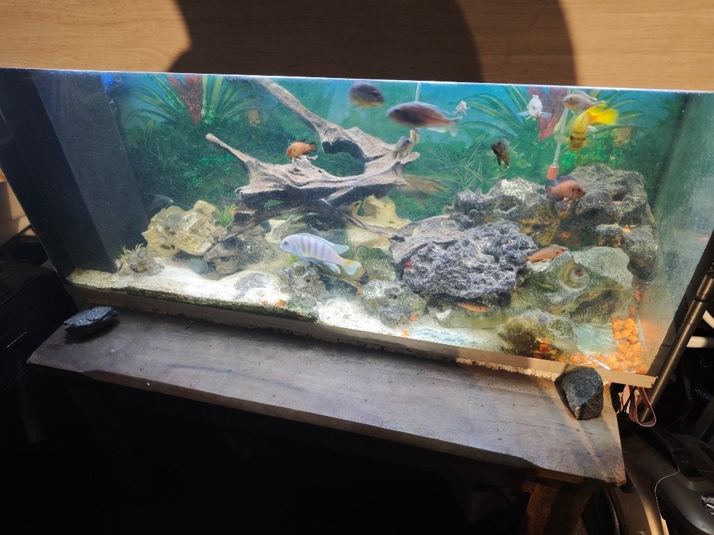 Aquarium compleet, Enlèvement, Poissons inclus, Utilisé, Aquarium d'eau douce rempli