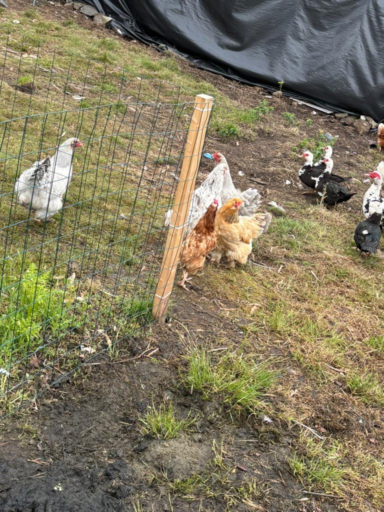Brahma kippen, Dieren en Toebehoren, Pluimvee, Vrouwelijk, Kip