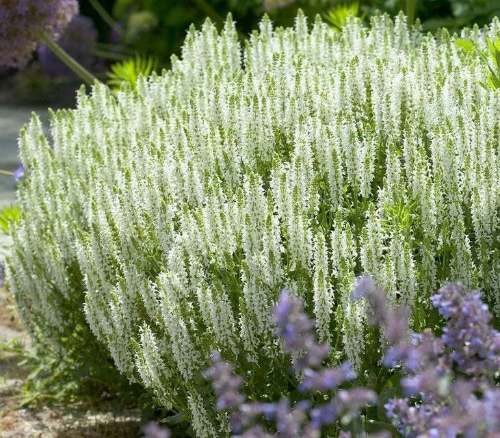 Salvia Schneehugel, Tuin en Terras, Ophalen, Zomer, Vaste plant, Bodembedekkers