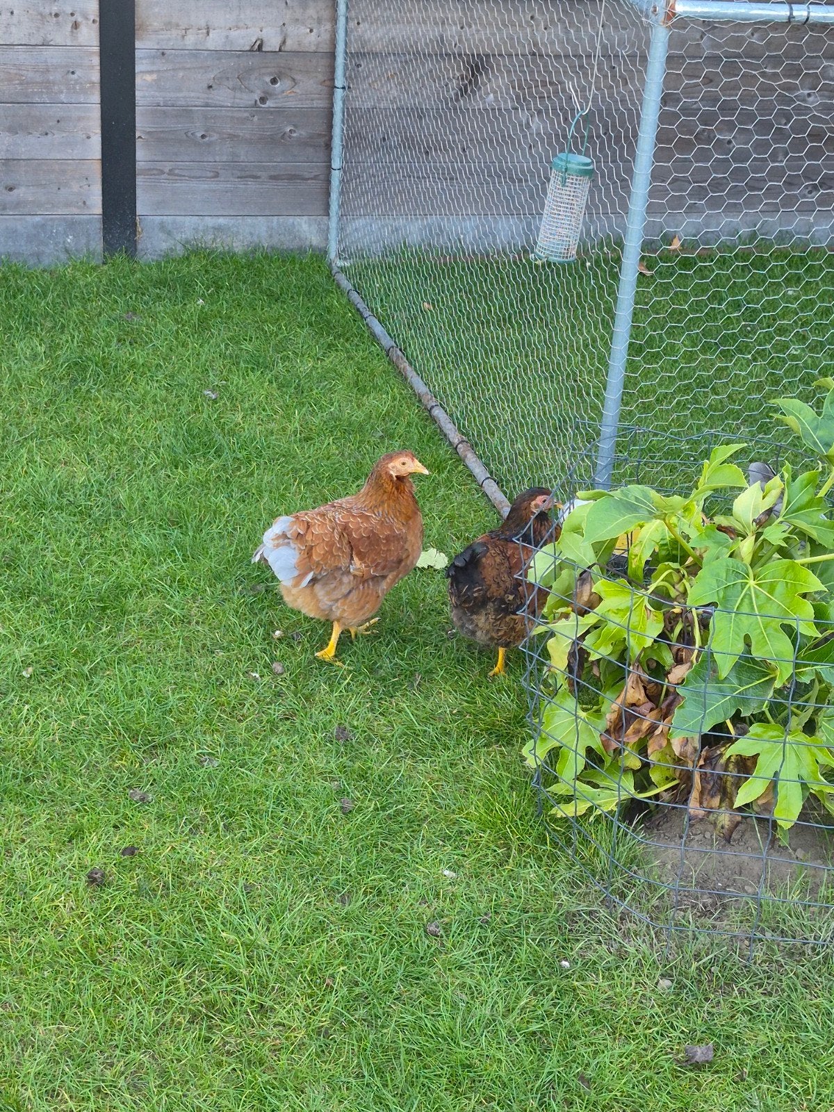 jonge kippen gratis, Dieren en Toebehoren, Vrouwelijk