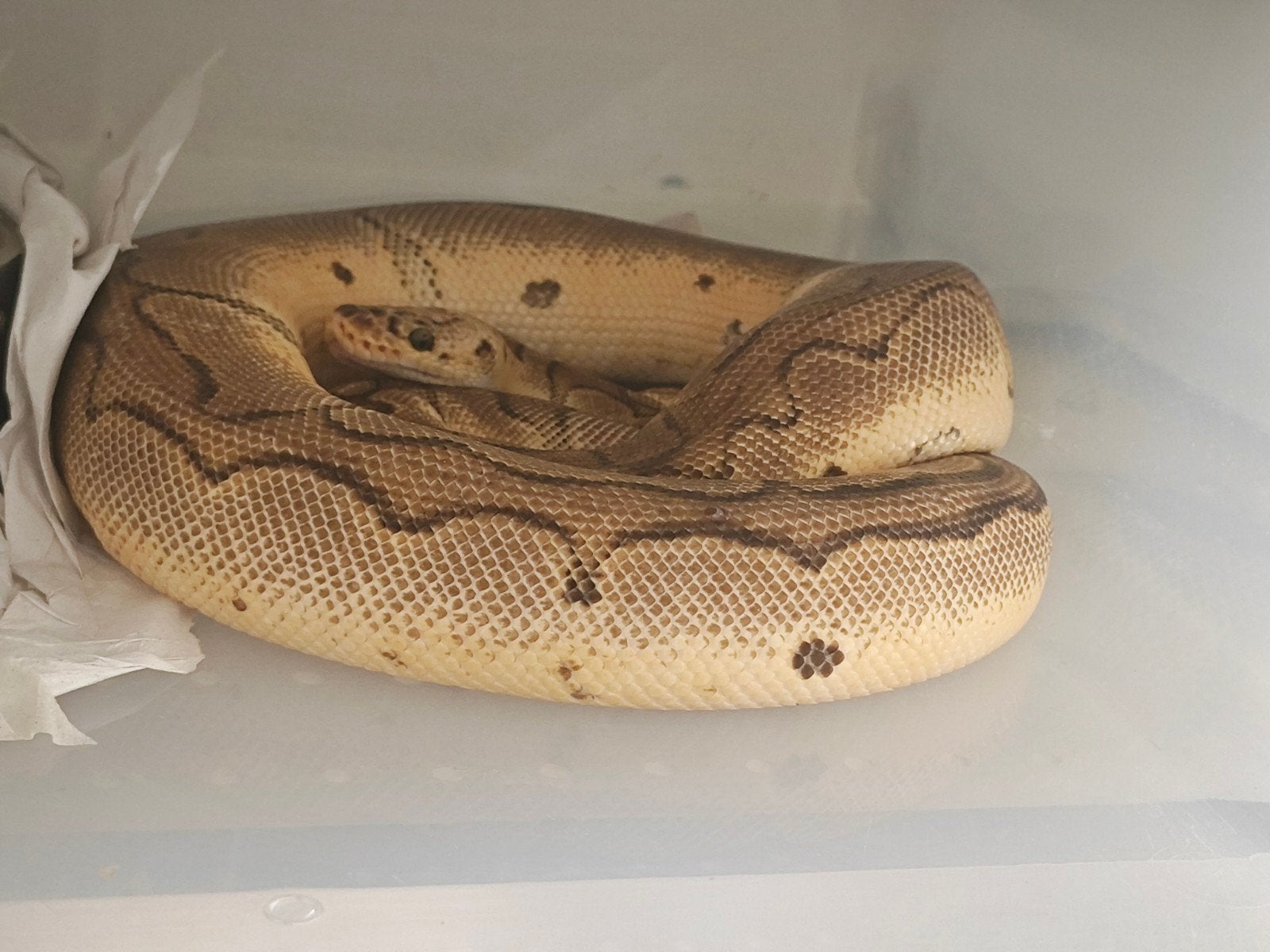 python regius, Dieren en Toebehoren, Slang, Tam, 3 tot 6 jaar