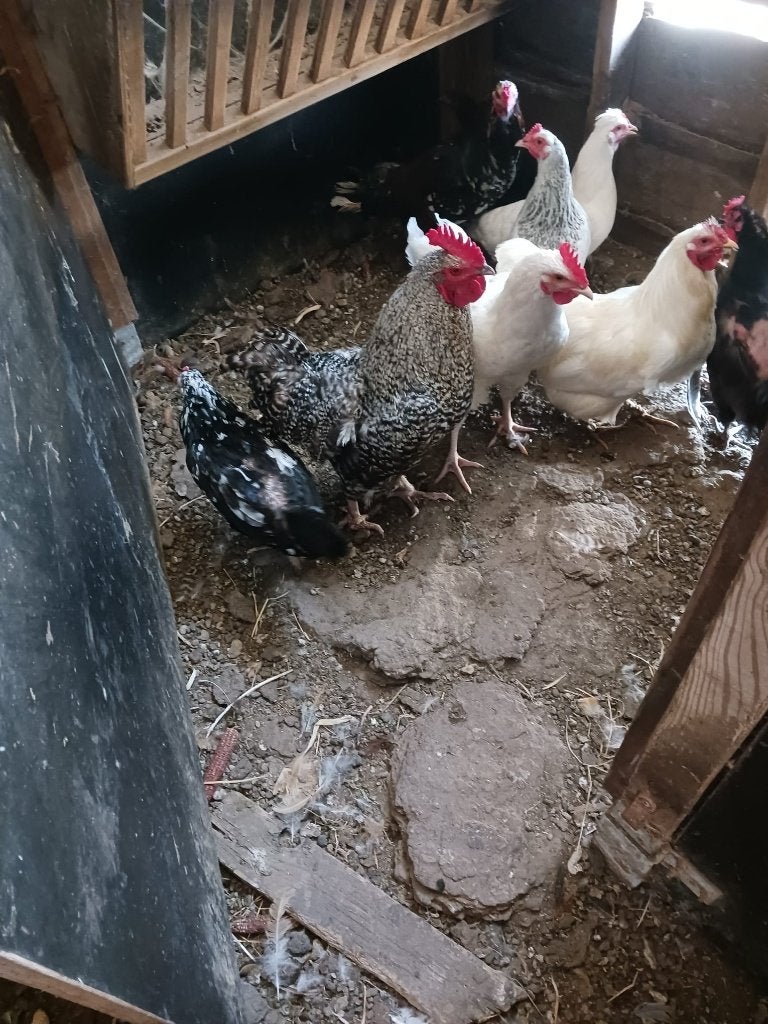 kippen, Dieren en Toebehoren, Meerdere dieren, Kip