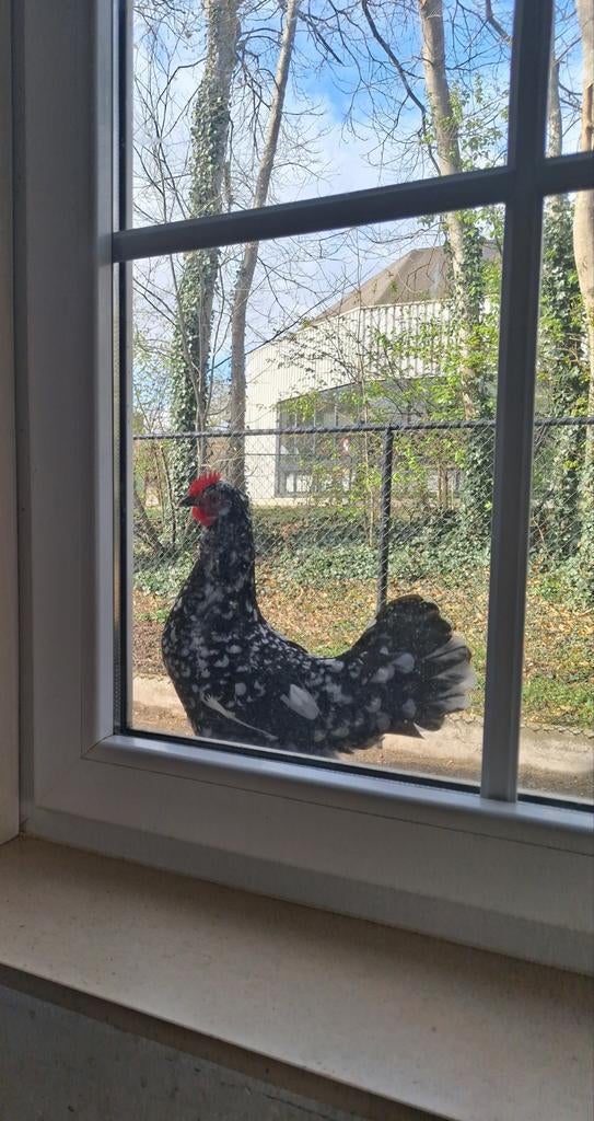 1 zwart-wit gepareld & 1 ros-bruin gezoomd krielkippen, Dieren en Toebehoren, Pluimvee, Kip