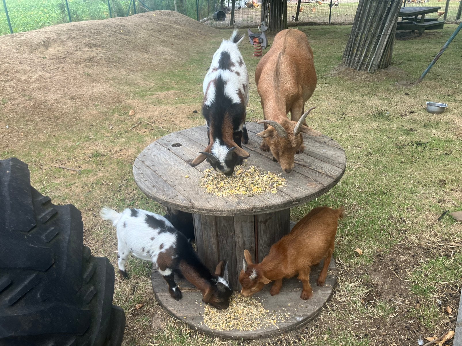 Dwerggeitjes, Boeken, Dieren en Huisdieren, Ophalen, Overige diersoorten