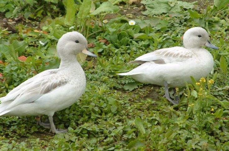 Zilver chili taling, Dieren en Toebehoren