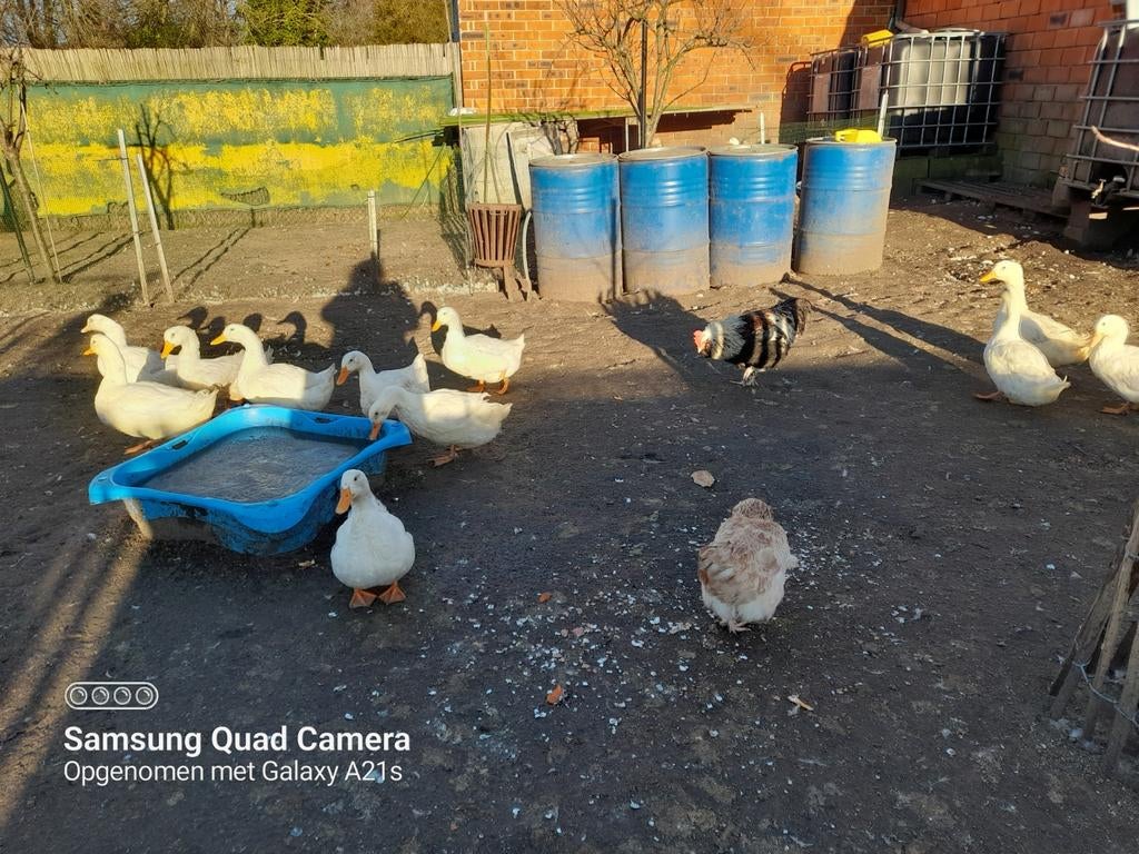 Broedeieren Pekingeenden, Eend