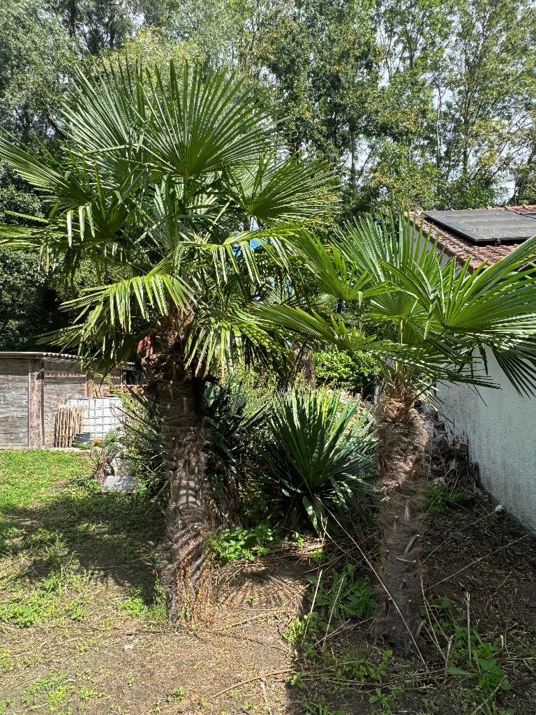Trachycarpus fortunei €1,5/cm stam (volle grond), Ophalen, Vaste plant
