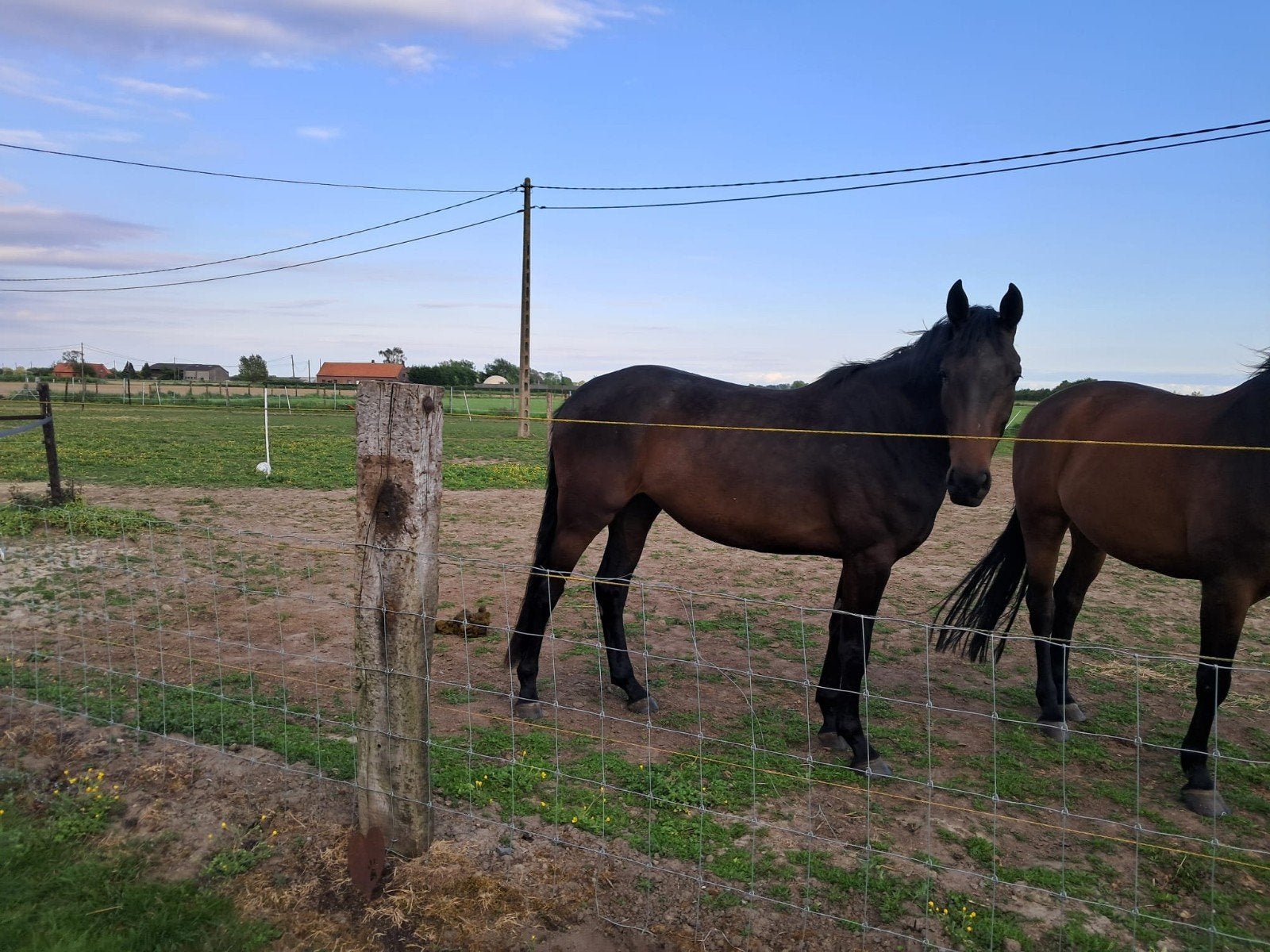 super brave merrie, Débourré, 160 à 165 cm, Cheval de saut, Jument