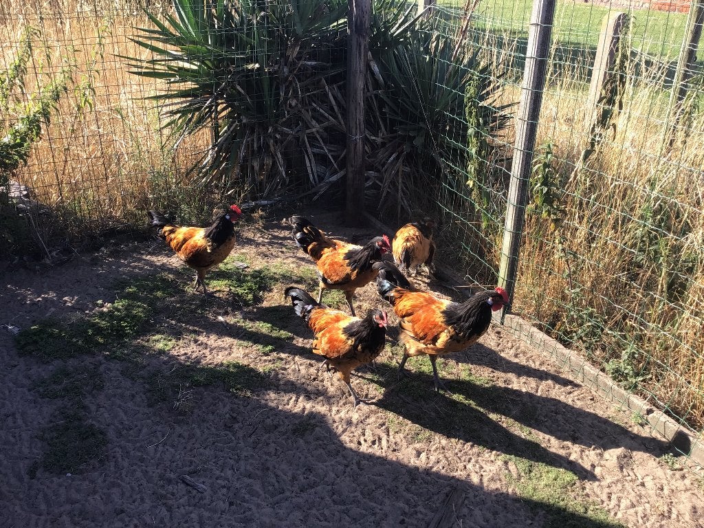 4 jonge Vorwerk hanen, Mâle, Poule ou poulet