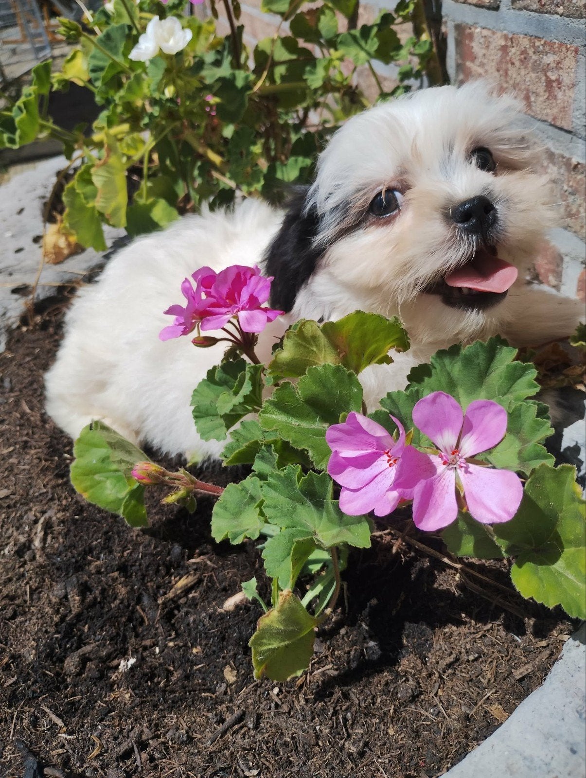 Schattige Malshi pups, Dieren en Toebehoren, Parvo, België, Maltezer, 8 tot 15 weken