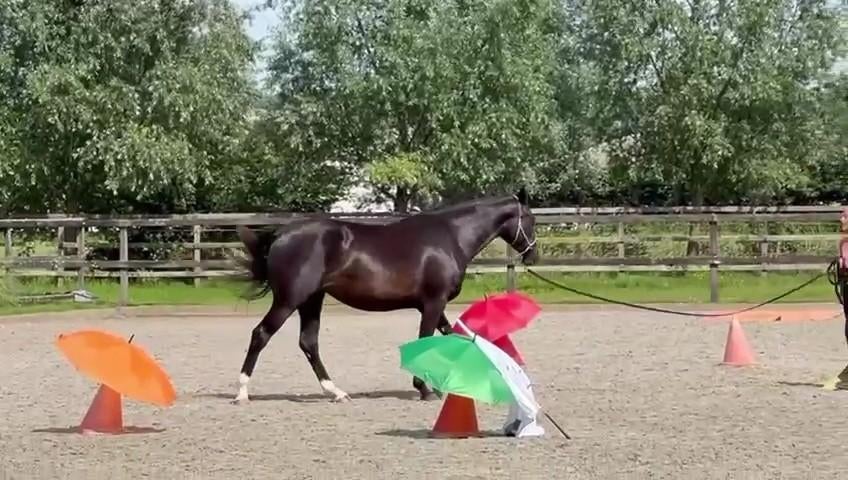 Mooie 4 j dressuurmerrie, Dieren en Toebehoren, Paarden, Merrie, Met stamboom, Dressuurpaard, Zadelmak
