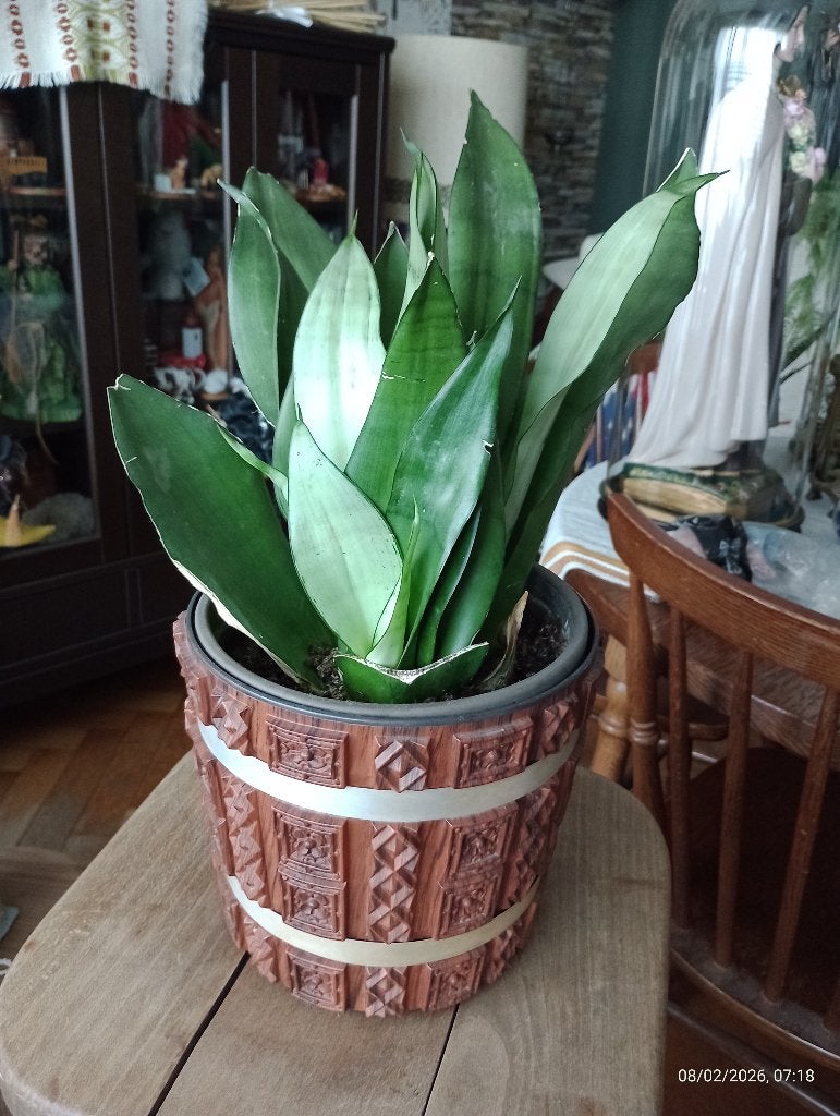 Plante interieur sansevieria trifasciata laurentii + pot, Maison & Meubles, Plantes d'intérieur, Autres espèces, En pot, Enlèvement ou Envoi