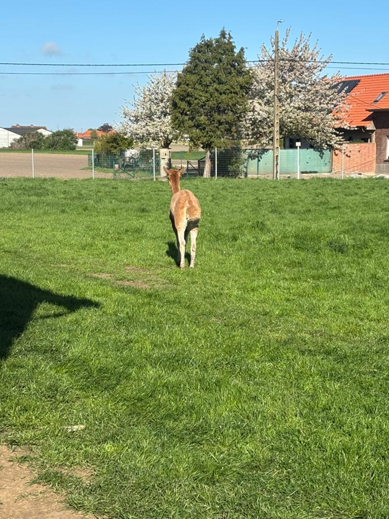 Scheren van schapen en alpaca’s, Animaux & Accessoires, Moutons, Chèvres & Cochons