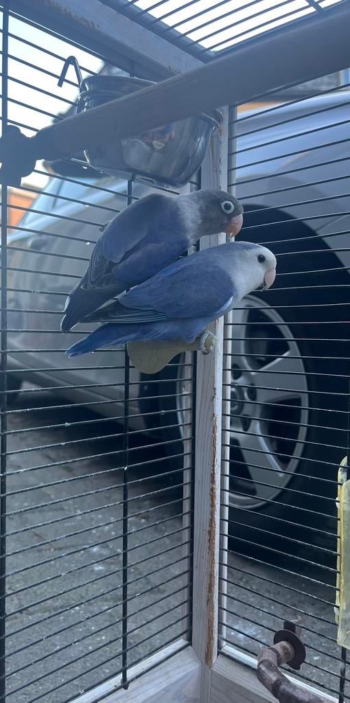 Couple de tourtereaux bleus avec cage et nourriture, Plusieurs animaux, Perroquet nain ou Inséparable