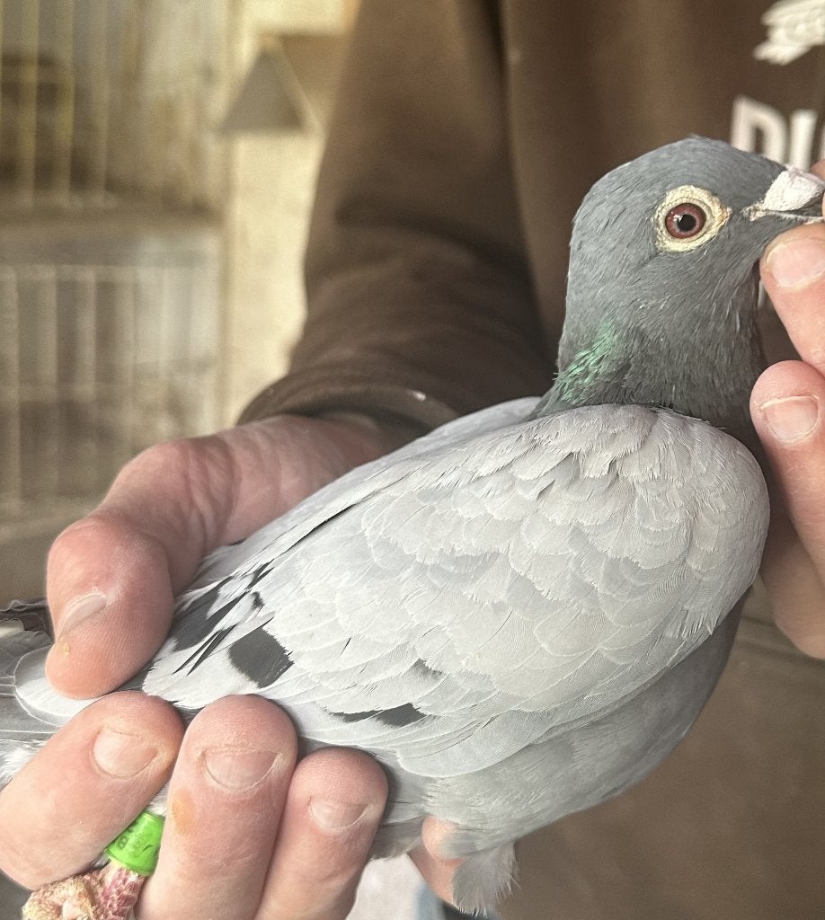 Bewezen kweekduiven, Femelle, Pigeon voyageur