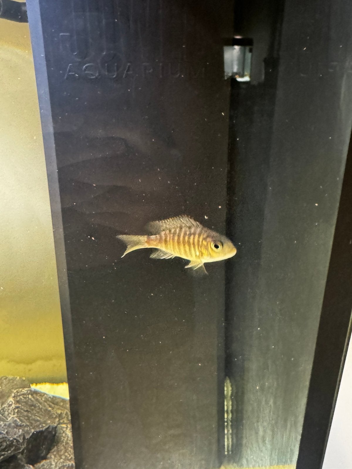 Malawi cichliden te koop!, Poisson, Poisson d'eau douce
