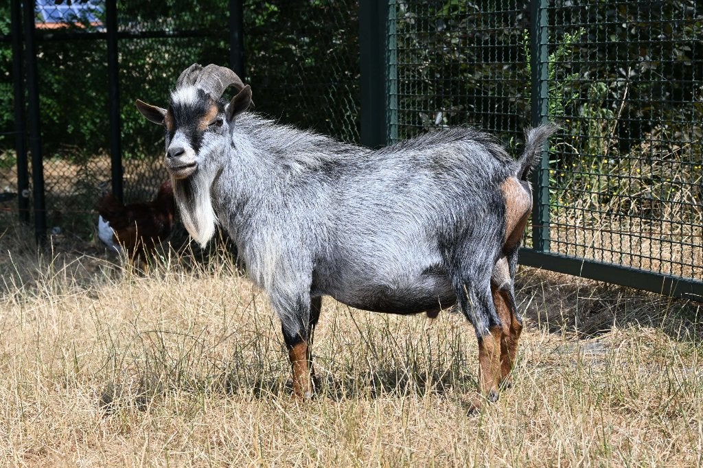 blauwschimmel dwerggeiten bok, Mâle, Chèvre, 3 à 5 ans