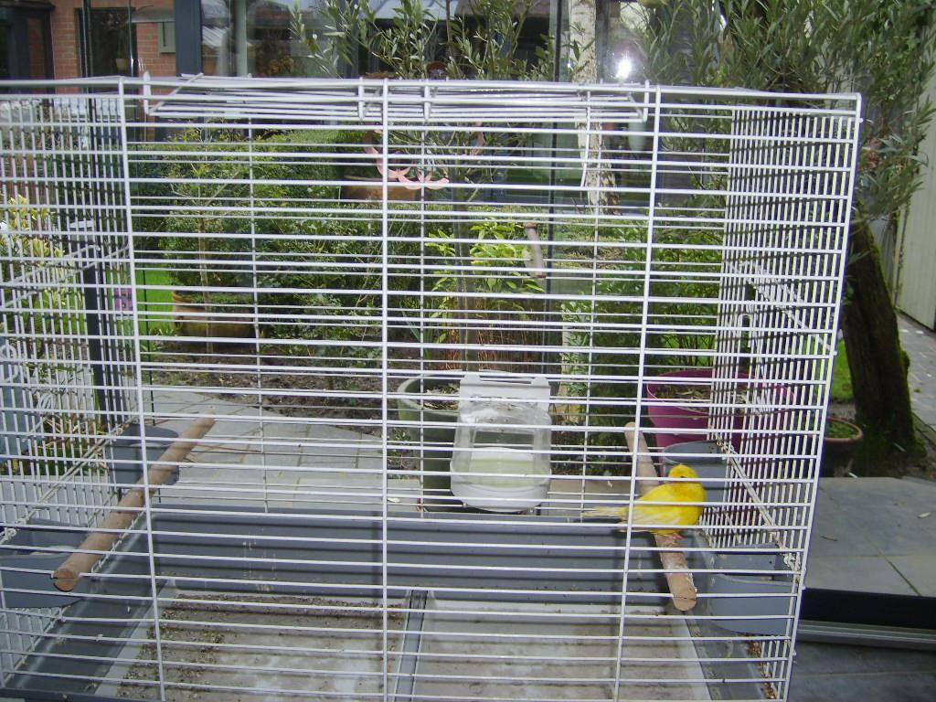 kanarieman in ruime kooi, Animaux & Accessoires, Oiseaux | Canaris, Mâle, Canari de couleur
