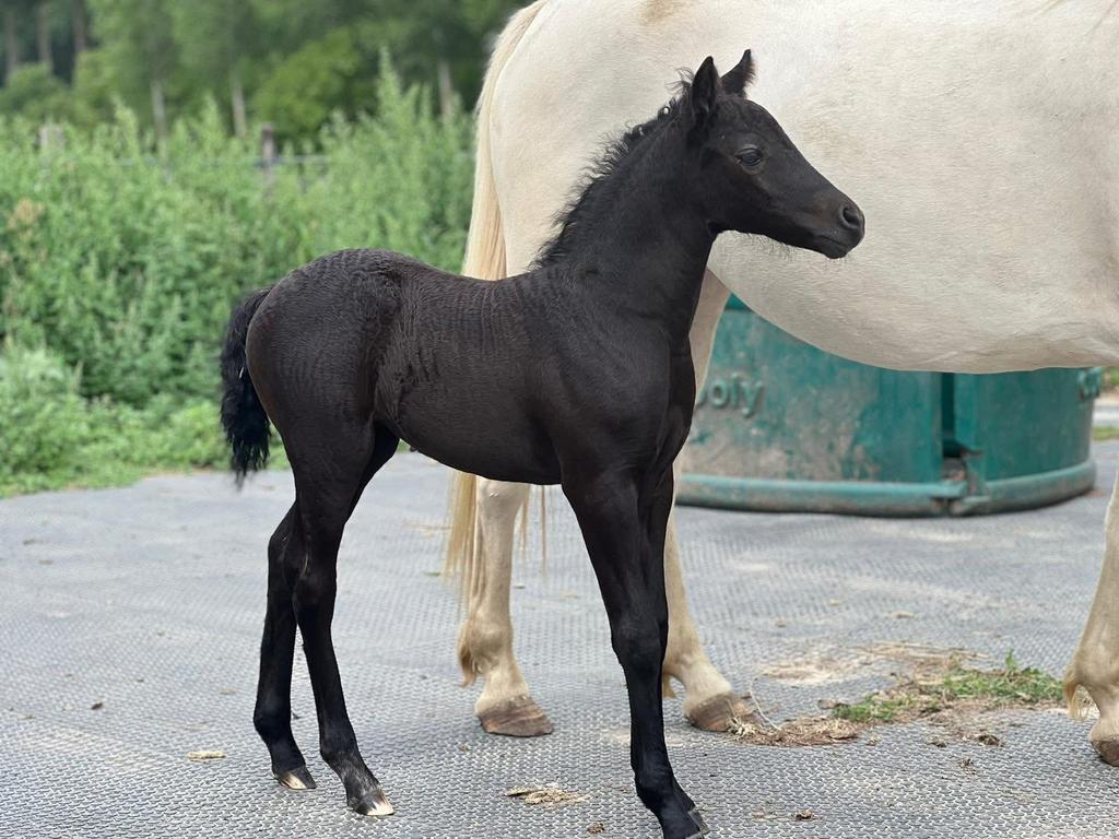 Élevage professionnel de poneys de sport, Enlèvement