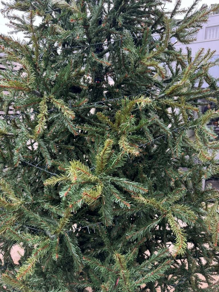 Kerstboom, Tuin en Terras, Planten | Bomen, Ophalen
