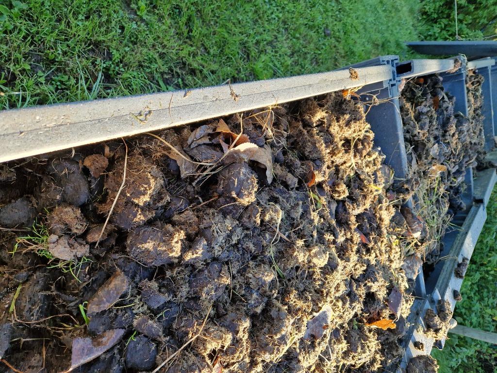 Engrais gratuit pour votre potager ! Peut être récupéré à We, Enlèvement, Fumier