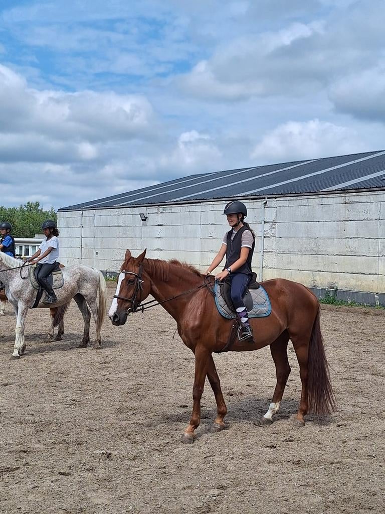 Verzorgpaard/ pony gezocht, bijrijder aangeboden.