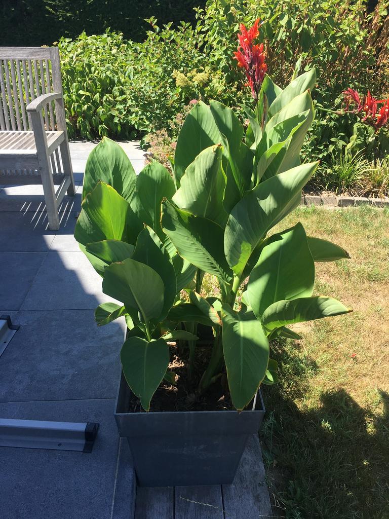 Cana bloembollen om te planten in mei, Ophalen of Verzenden, Bloembol