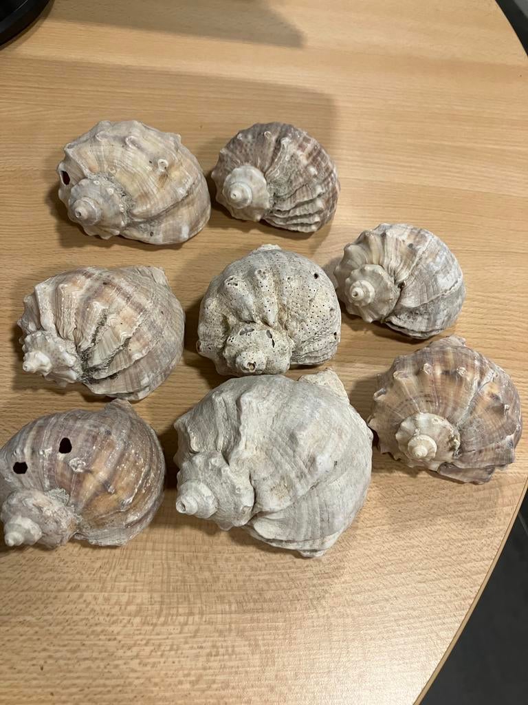 Set van 8 mooie schelpen decoratie, Ophalen, Gebruikt, Dier